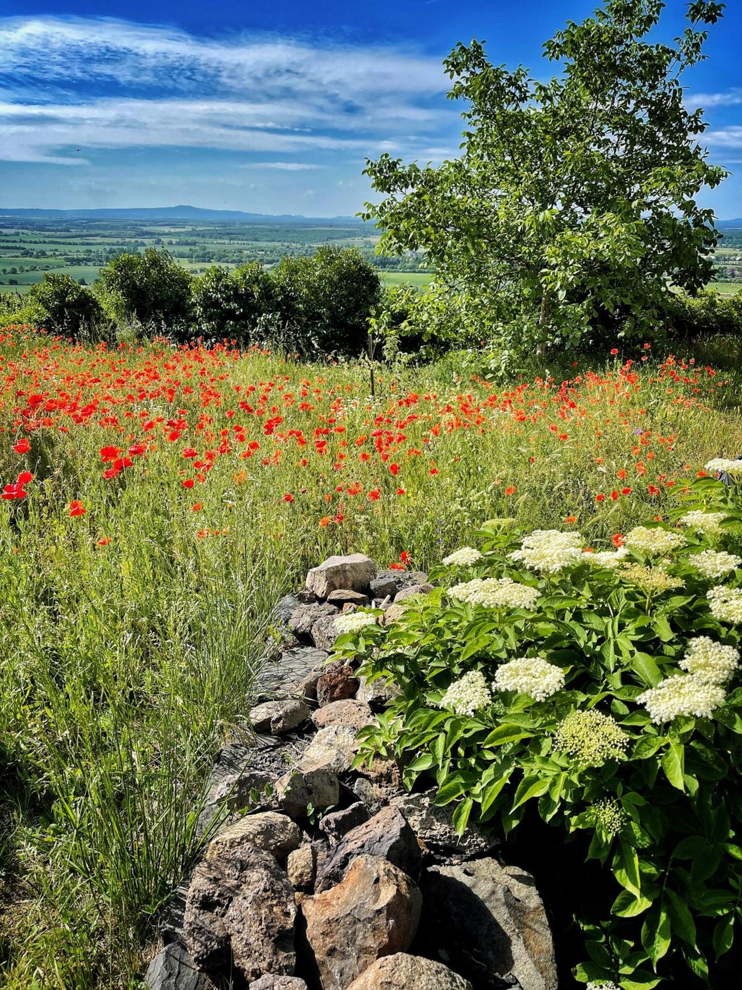 Somlo Wineshop Guesthouse Somlovasarhely Bagian luar foto