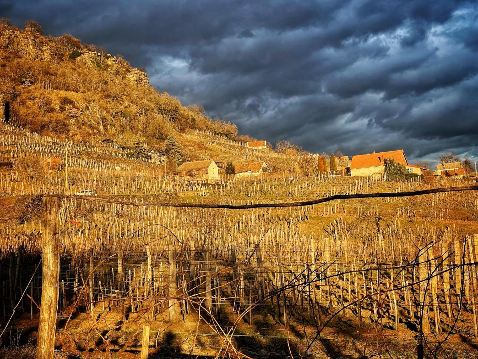 Somlo Wineshop Guesthouse Somlovasarhely Bagian luar foto