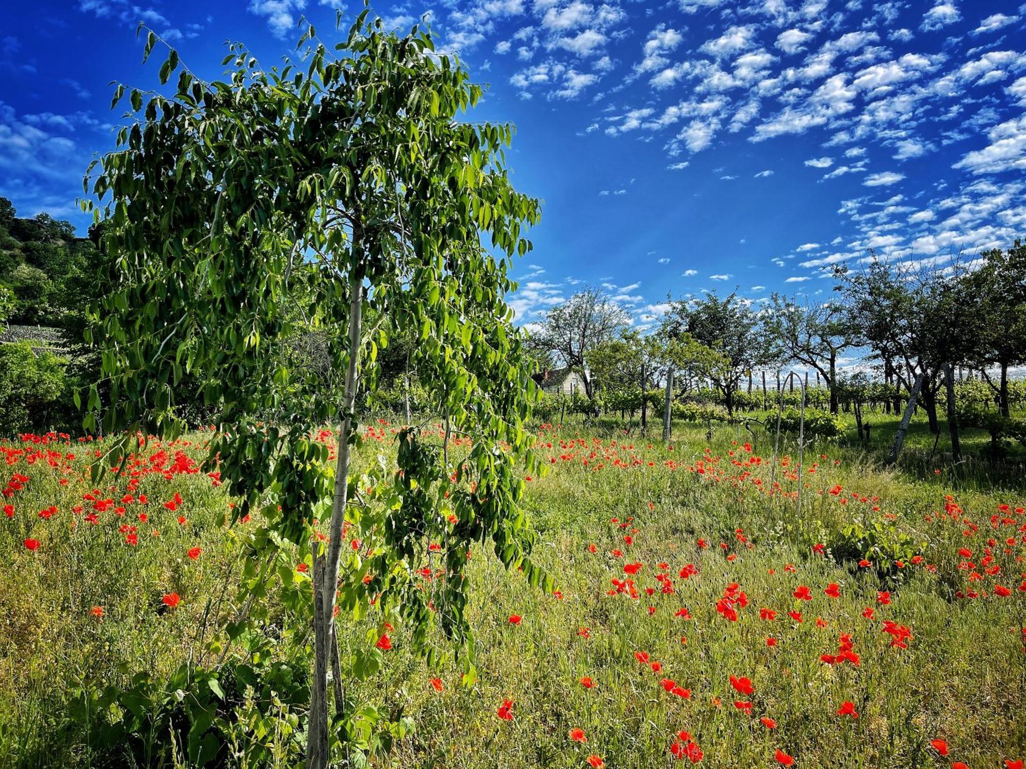 Somlo Wineshop Guesthouse Somlovasarhely Bagian luar foto